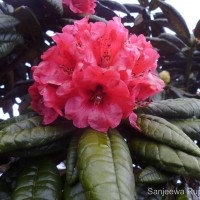 Rhododendron arboreum subsp. zeylanicum (Booth) Tagg